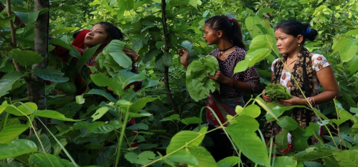 Collecting leaves from the jungle